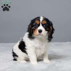 Nova, Cavalier King Charles Spaniel Puppy